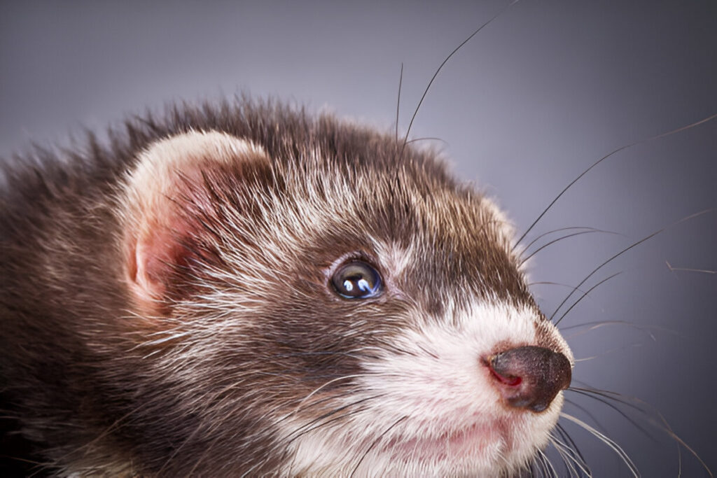 what causes ferret damaged eye popped out? Understanding Proptosis in Ferrets