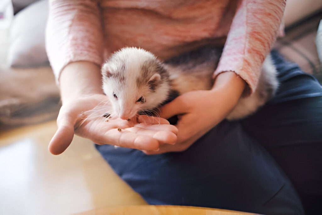 feeding eye popped out ferret ,what causes ferret damaged eye popped out?