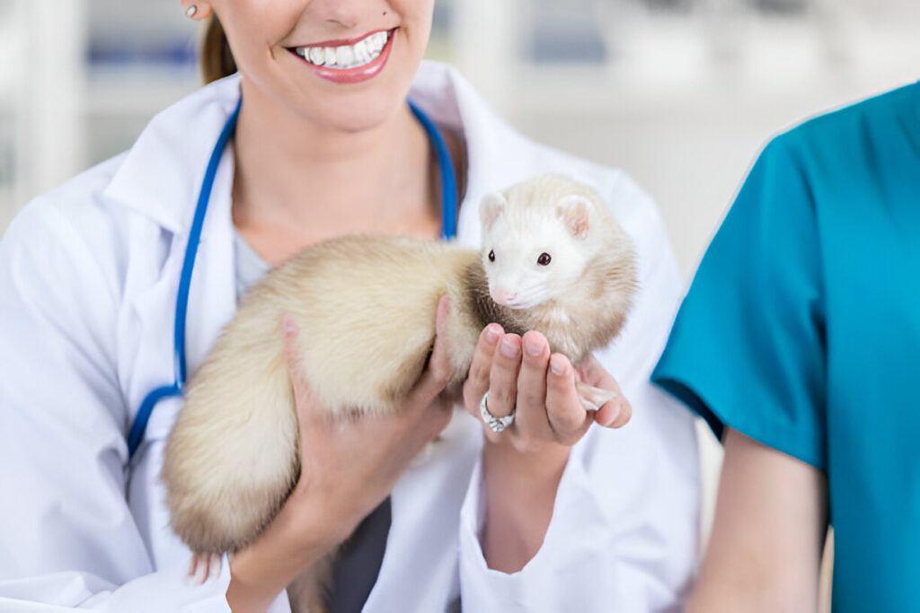 what causes ferret damaged eye popped out ,ferret heathy care