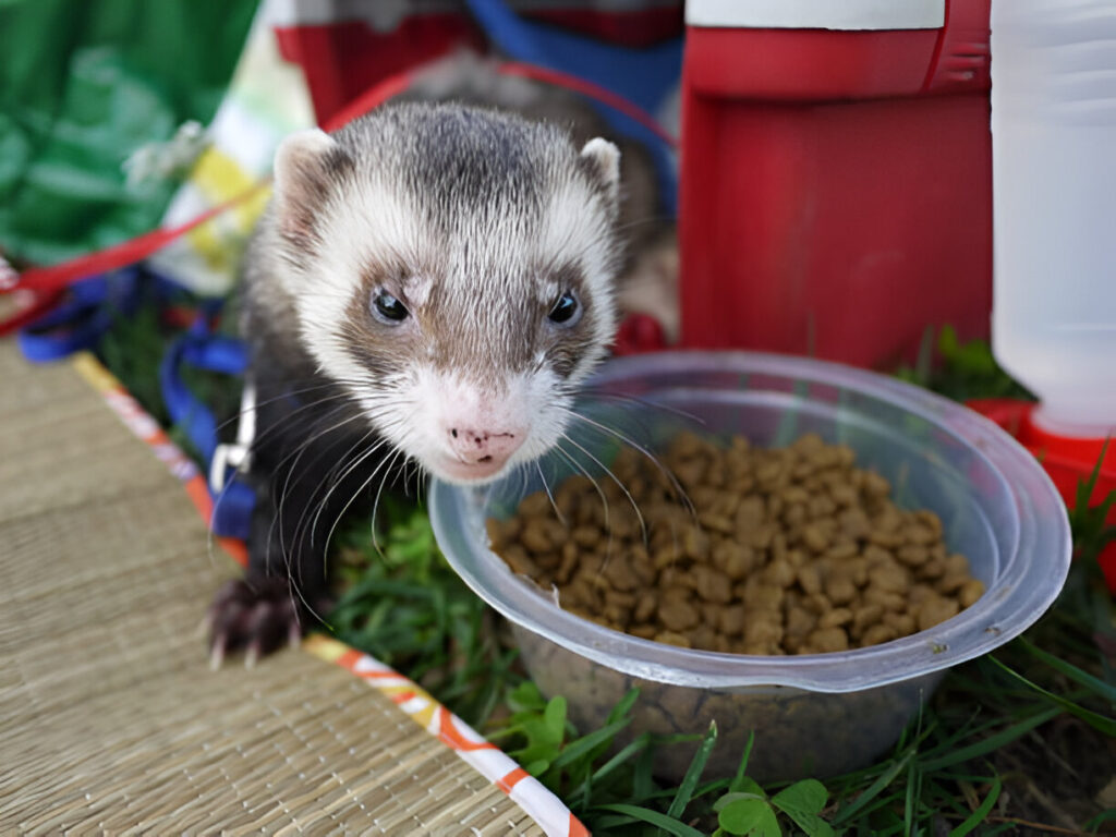 what does a ferret eat