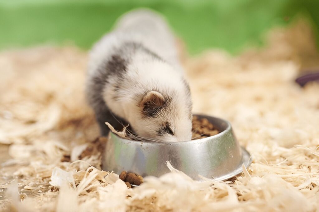 what does a ferret eat