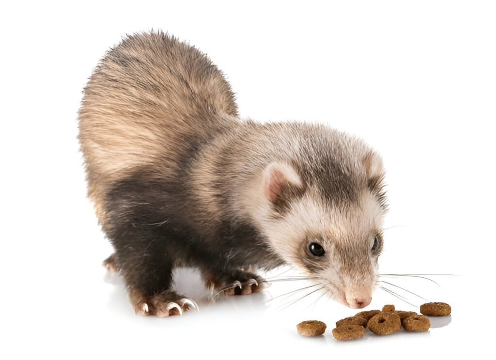 what does a ferret eat