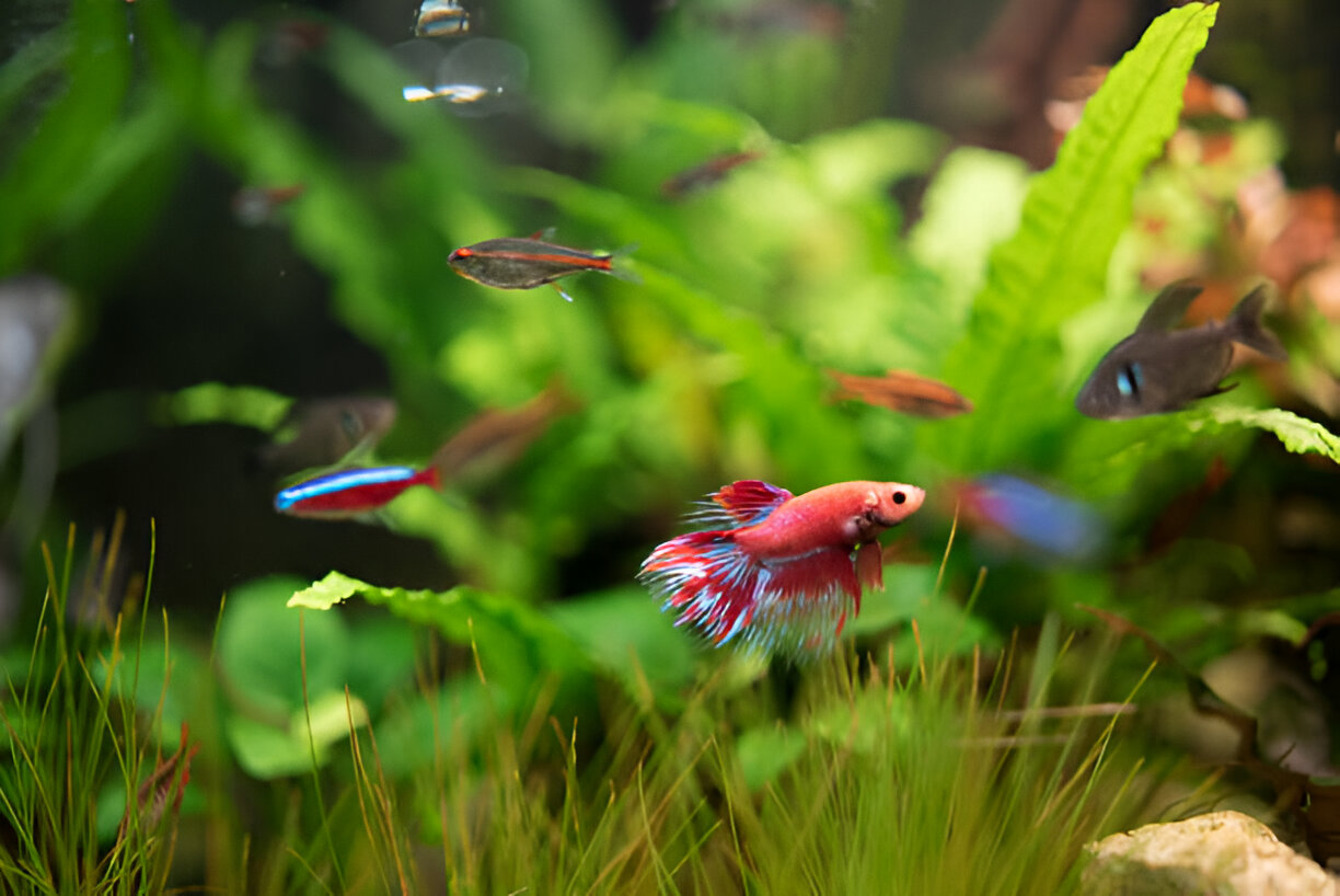 what fish can live with bettas