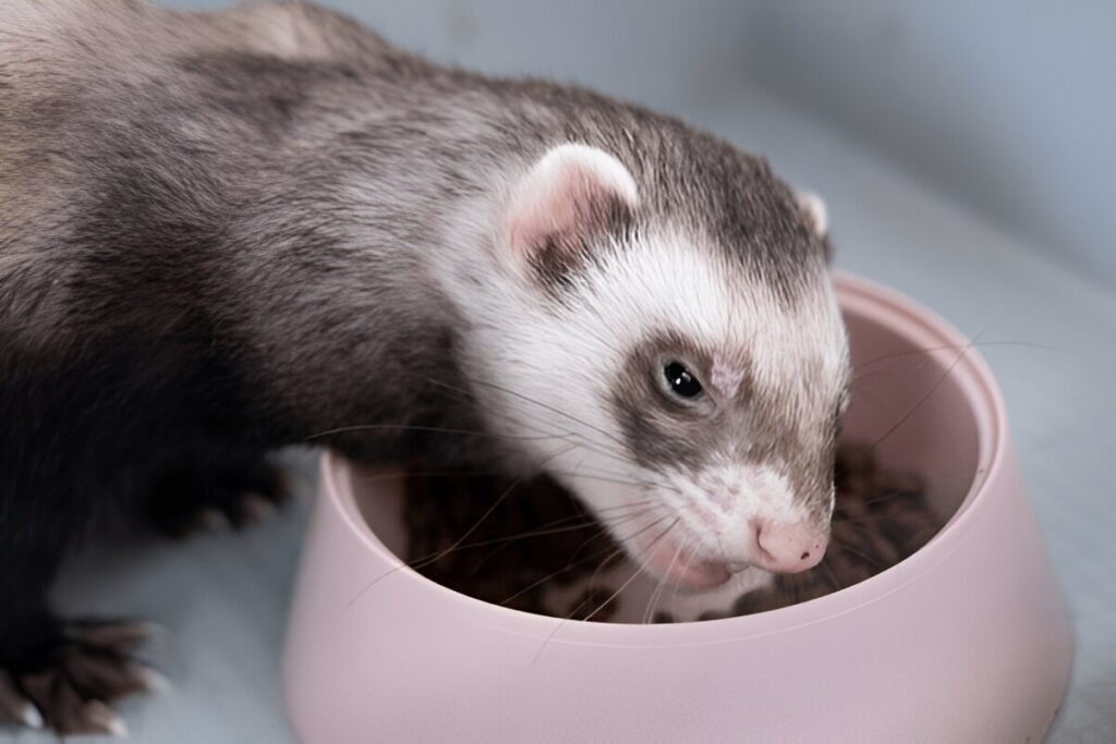 what happens if ferrets eat cat food