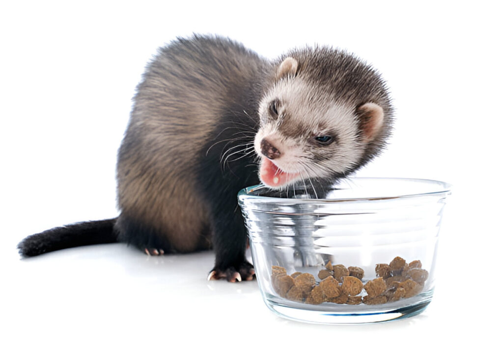 what happens if ferrets eat cat food