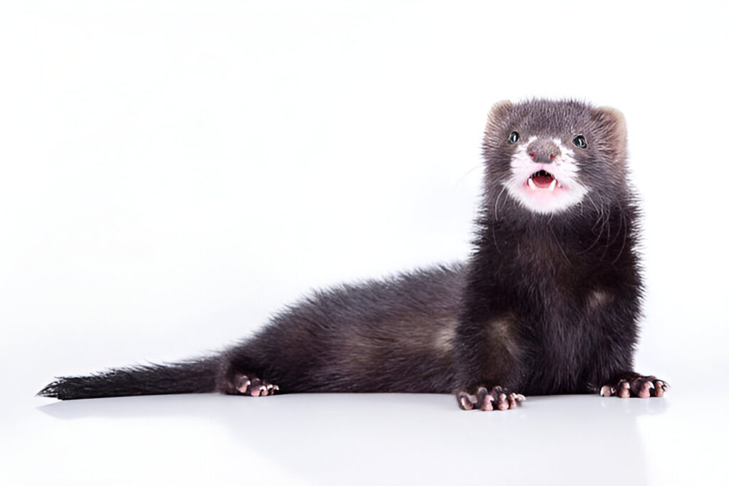 what happens if ferrets eat cat food