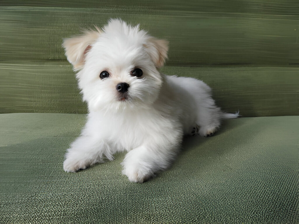 what size is a 4 month old bichon puppy