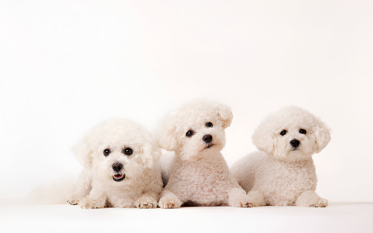 what size is a 4 month old bichon puppy