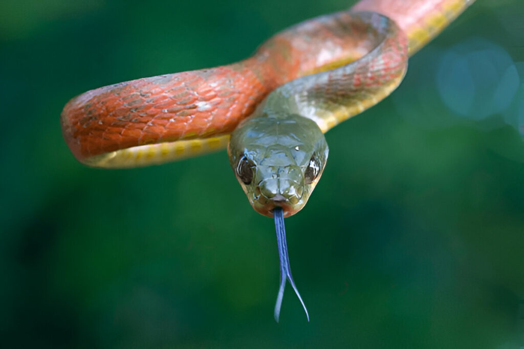 Flexible and Muscular of snak tongues