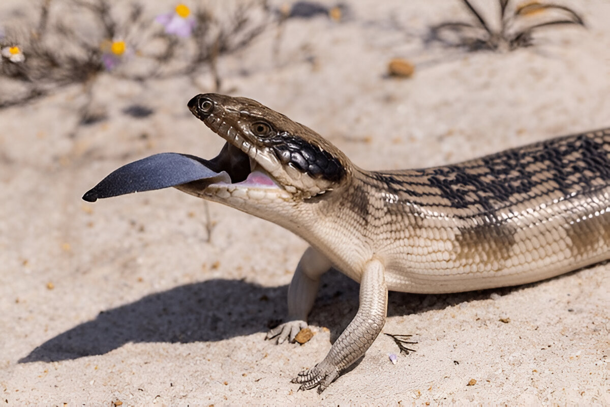 why do reptiles have pale tongues