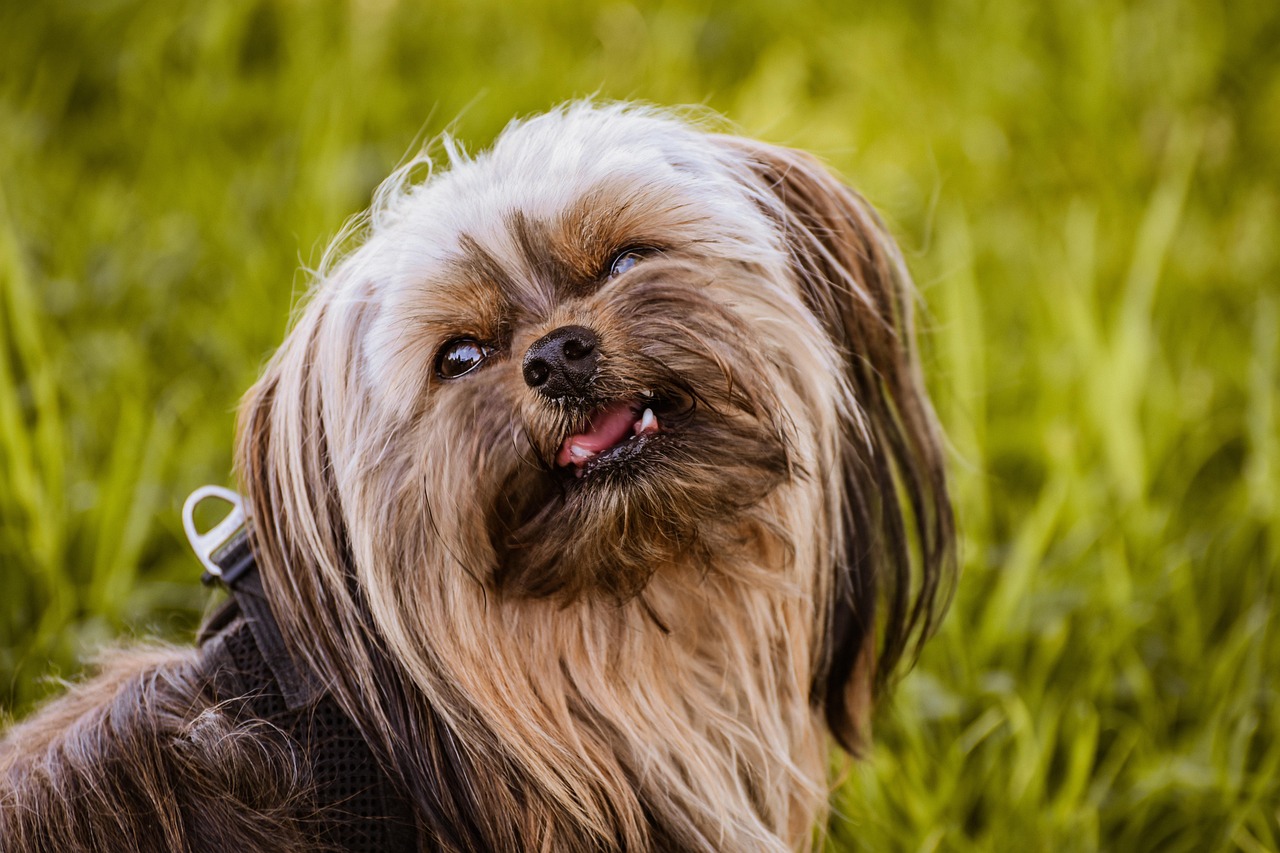 The Yorkshire Terrier