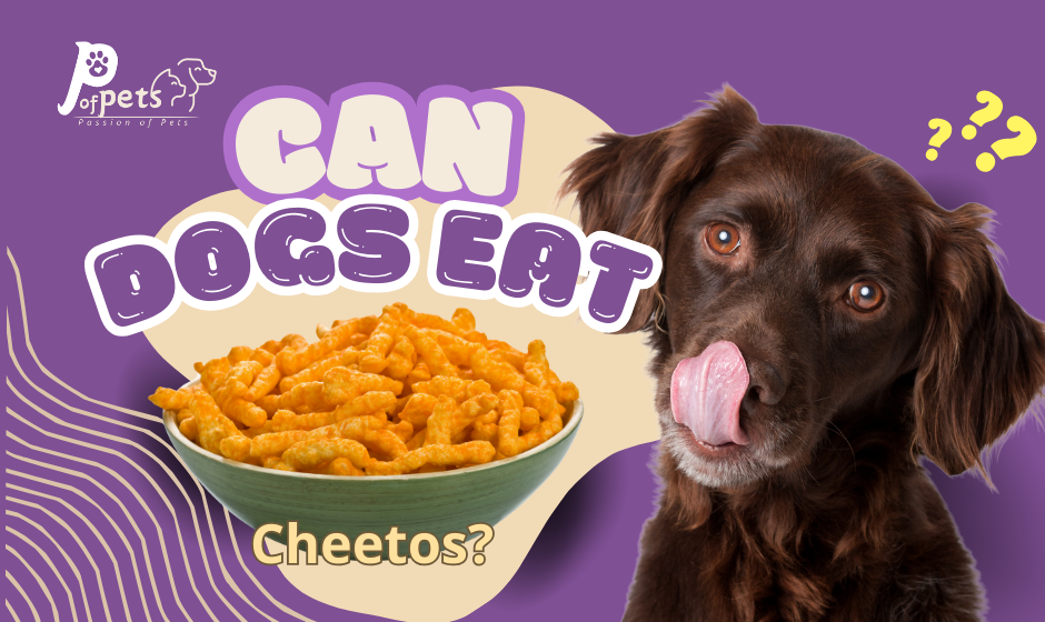 Can Dogs Eat Cheetos