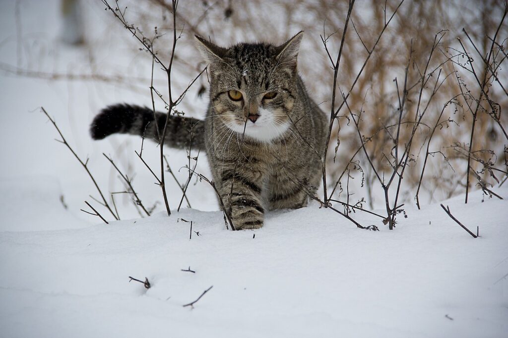 Polar Cats Hunt in the Arctic