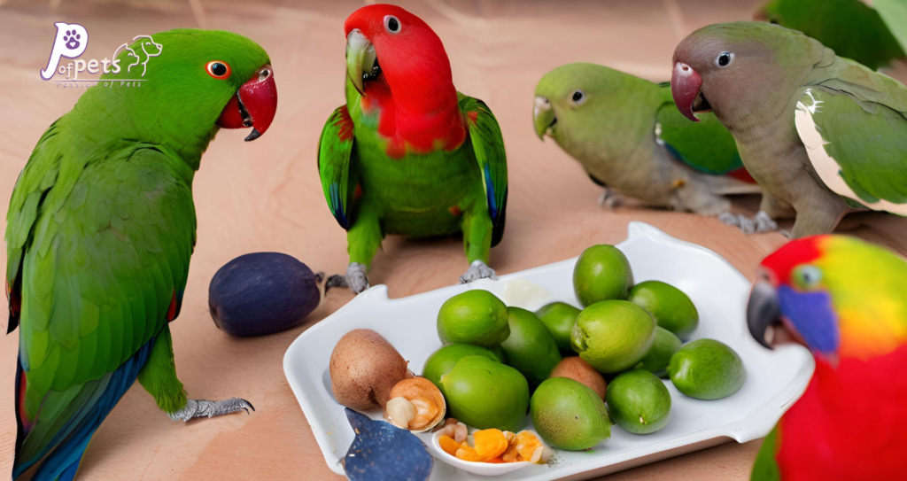 What Do Eclectus Parrots Eat