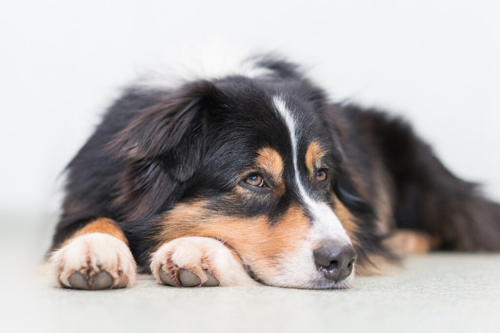 Dog Lethargy Symptoms