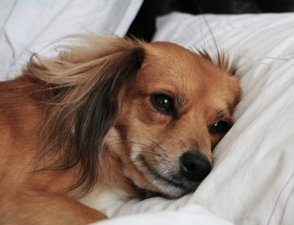 A small dog with fluffy brown and white fur is lying on a soft, white bed. The dog appears to be resting or possibly showing signs of lethargy, as its eyes are slightly droopy and it seems relaxed but subdued. This image could illustrate some common Dog Lethargy Symptoms , such as reduced energy or a lack of alertness.