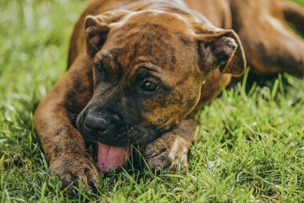 Lethargy in Dogs, A brown and black puppy is lying on a lush green grassy surface. The puppy's tongue is slightly out, giving it a relaxed and playful expression. Its eyes are bright and alert, and its ears are floppy, adding to its adorable appearance. The background is softly blurred, emphasizing the puppy as the focal point.