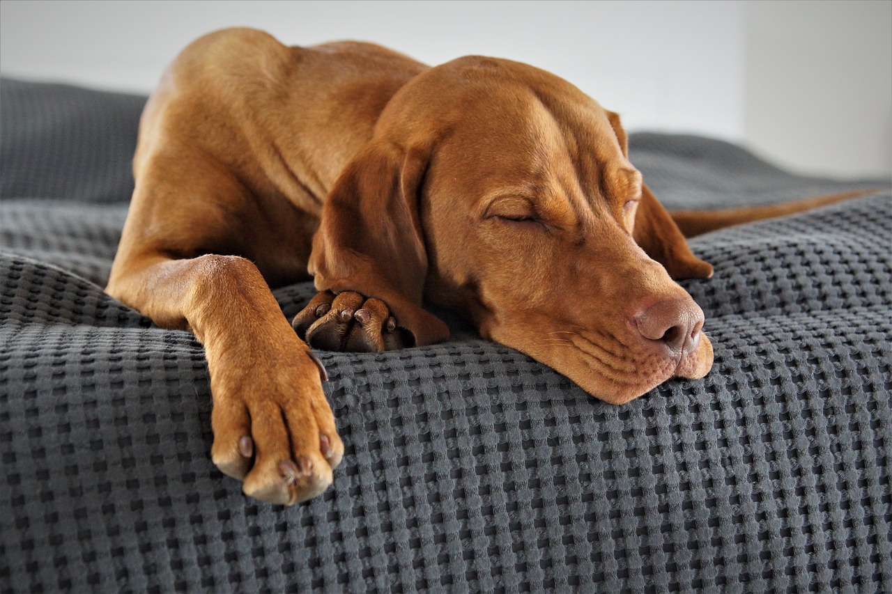 Lethargy in Dogs, A brown dog is peacefully sleeping on a gray, textured surface. Its eyes are closed, and its head rests gently on the fabric, with one paw extended outward. The scene conveys a sense of calm and relaxation.