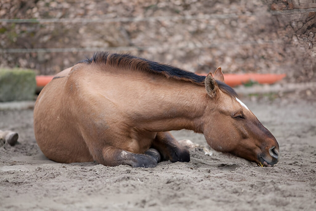 A brown horse with a white blaze is lying down on sandy ground, appearing to rest or exhibit signs of discomfort. This image highlights the importance of recognizing symptoms associated with causes of colic in horses , such as rolling, lying down, or abnormal behavior, which may indicate digestive issues or pain. The setting includes a stone wall and orange fencing in the background, emphasizing the need for vigilance in monitoring equine health.