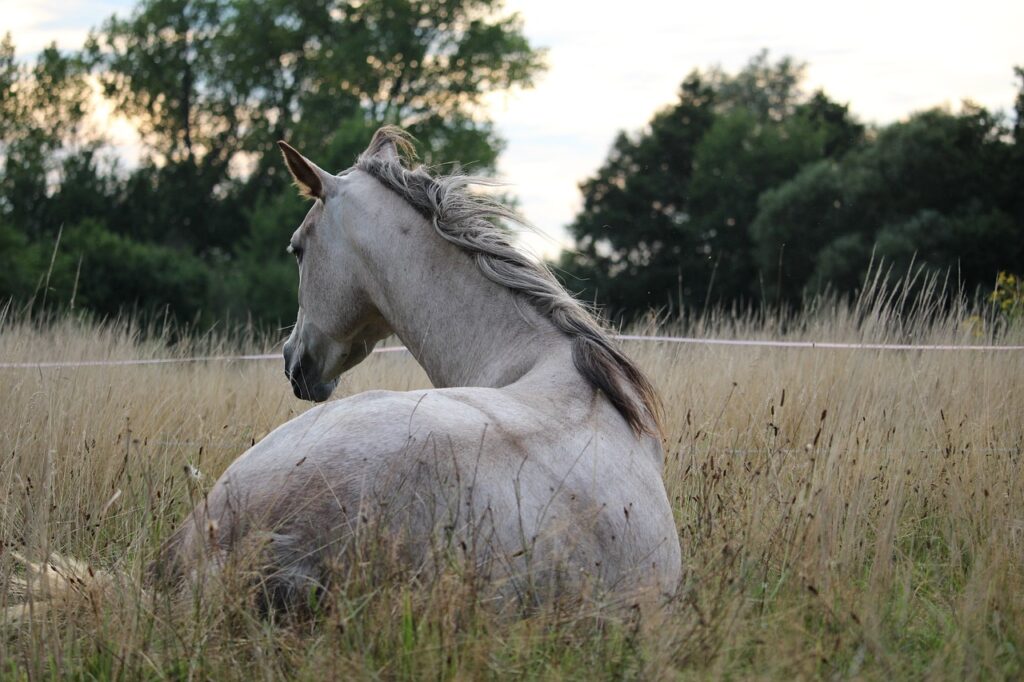 A serene white horse stands in a grassy field, its mane flowing gently in the breeze. The background features lush green trees and a soft, natural light, creating a peaceful rural setting