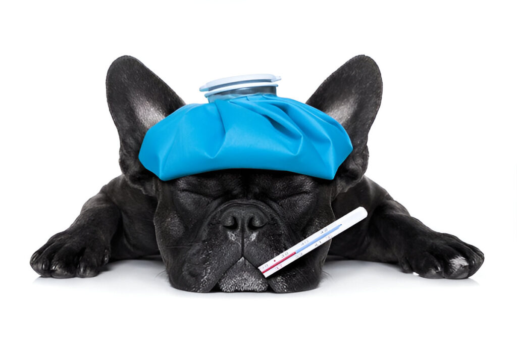 A black French Bulldog appears unwell, lying down with a blue ice pack on its head and a thermometer in its mouth, indicating signs of illness or fever. The image highlights the importance of monitoring symptoms like lethargy in dogs to ensure their health and well-being.
