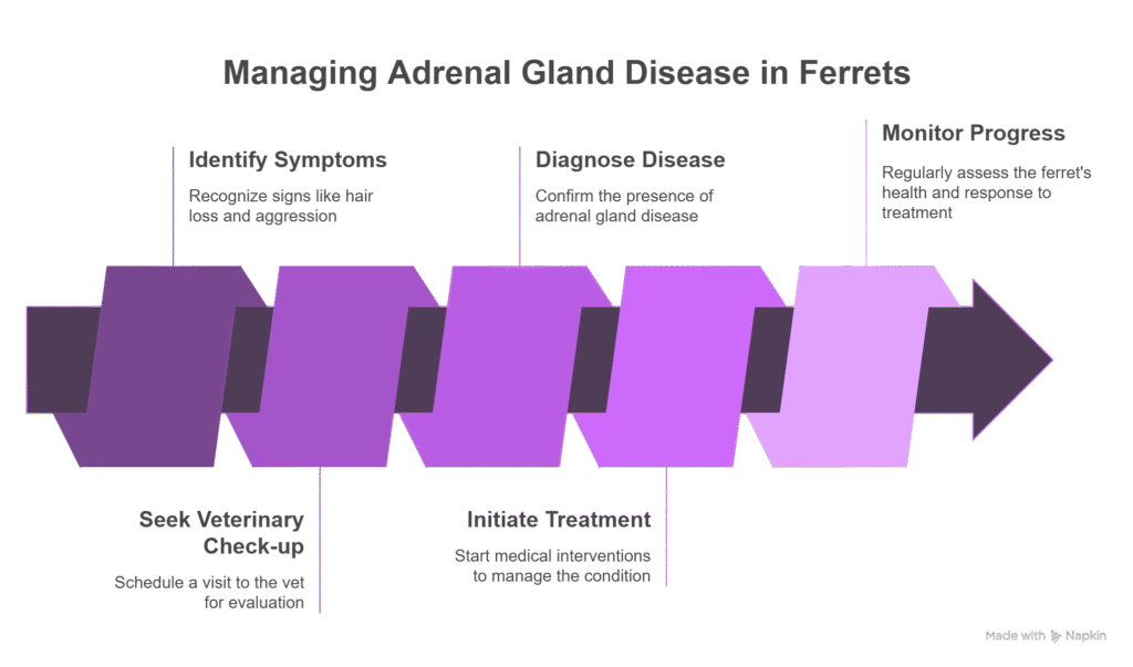 Flowchart titled 'Managing Adrenal Gland Disease in Ferrets' showing a step-by-step process as part of Common Ferret Illnesses . The steps are as follows:
Identify Symptoms : Recognize signs like hair loss and aggression.
Diagnose Disease : Confirm the presence of adrenal gland disease.
Seek Veterinary Check-up : Schedule a visit to the vet for evaluation.
Initiate Treatment : Start medical interventions to manage the condition.
Monitor Progress : Regularly assess the ferret's health and response to treatment.
Each step is represented by a purple trapezoid shape, connected by arrows indicating the sequence of actions.