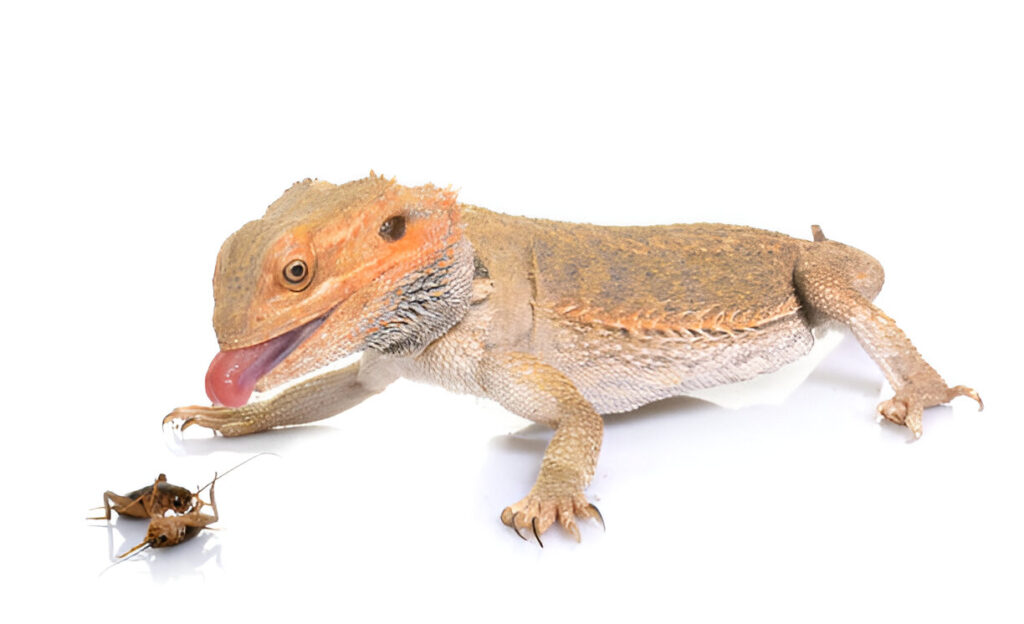 A bearded dragon (Pogona vitticeps) in a hunting stance on a white reflective surface, as featured in a bearded dragon care guide . Its mouth is open, tongue extended toward a small brown cricket near its front legs. The lizard has spiky scales, a mix of brown and tan coloration with darker spots, and a textured underbelly. Alert eyes and a forward-angled body highlight its predatory focus, showcasing natural behaviors relevant to habitat setup and feeding recommendations in care guides.