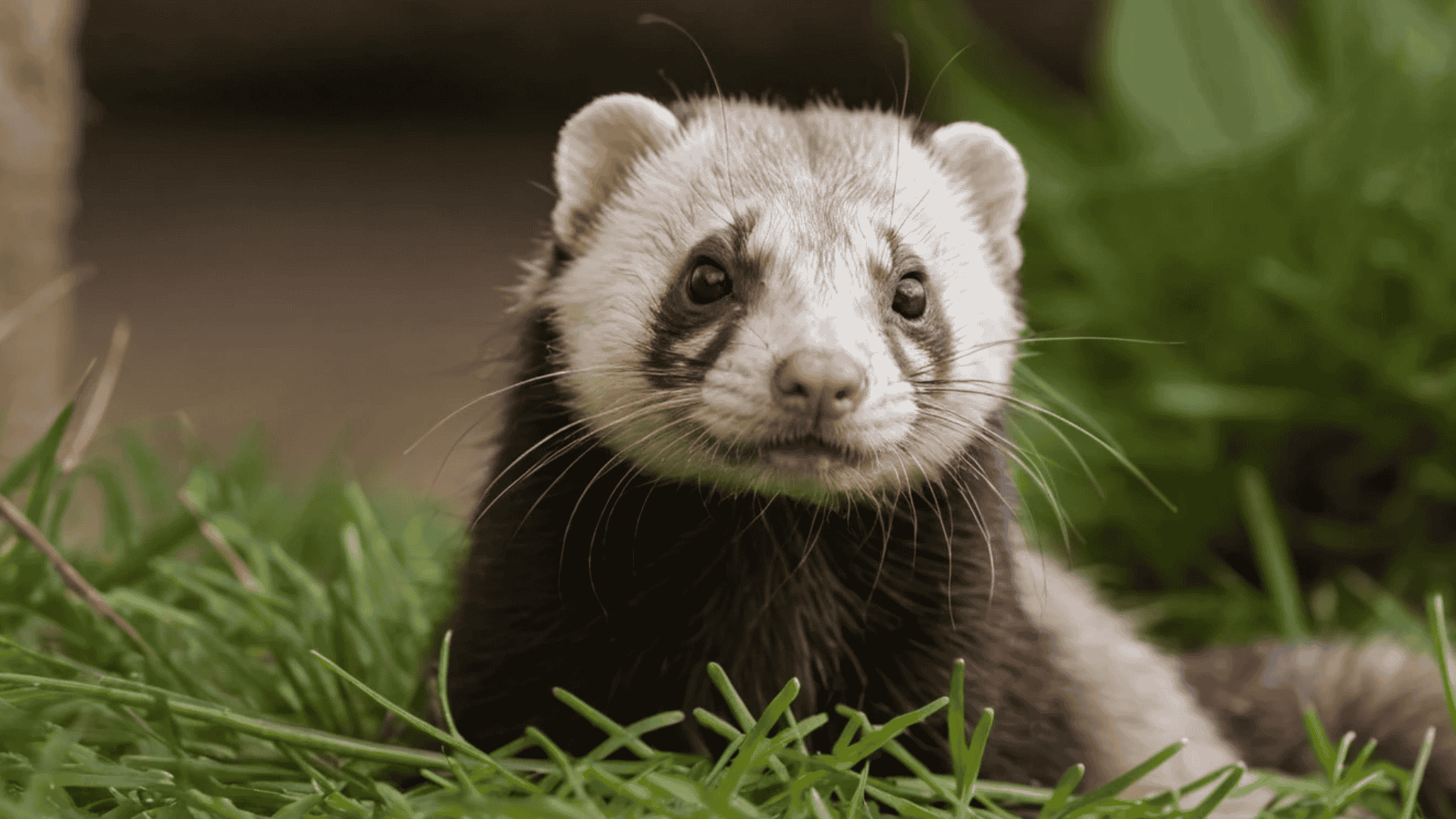 Common Ferret Health Issues