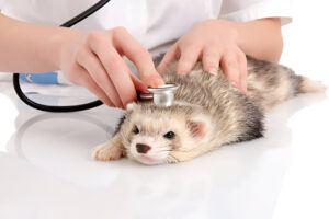Ferret Disease Symptoms