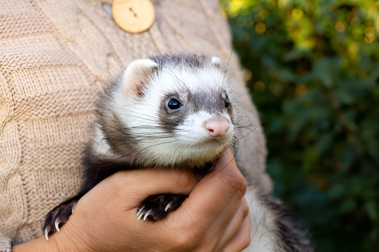 Ferret Virus Infections