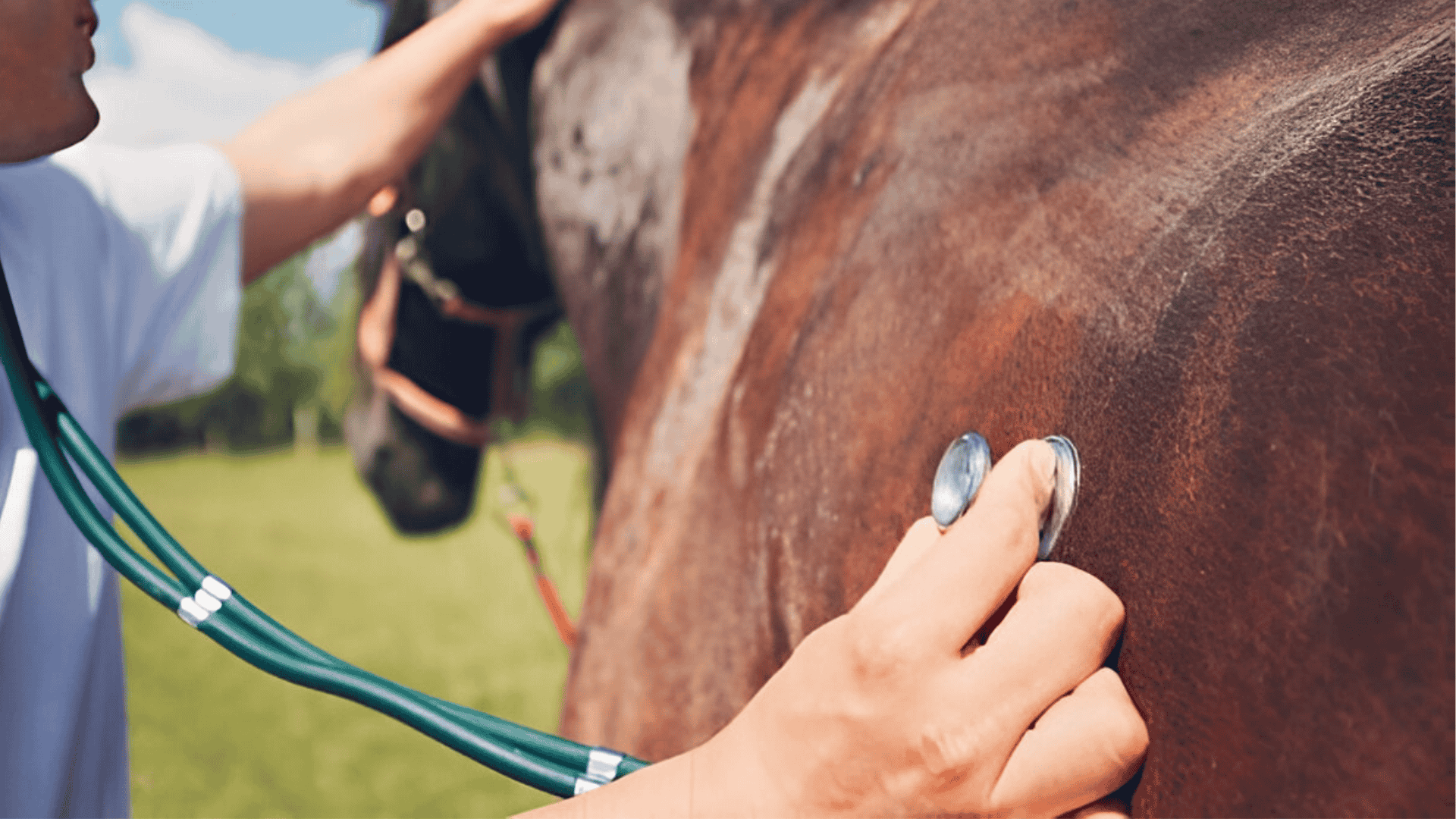 How to Treat Colic in Horses