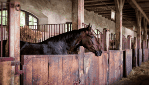 Natural Horse Supplements
