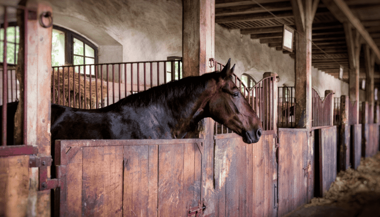 Natural Horse Supplements