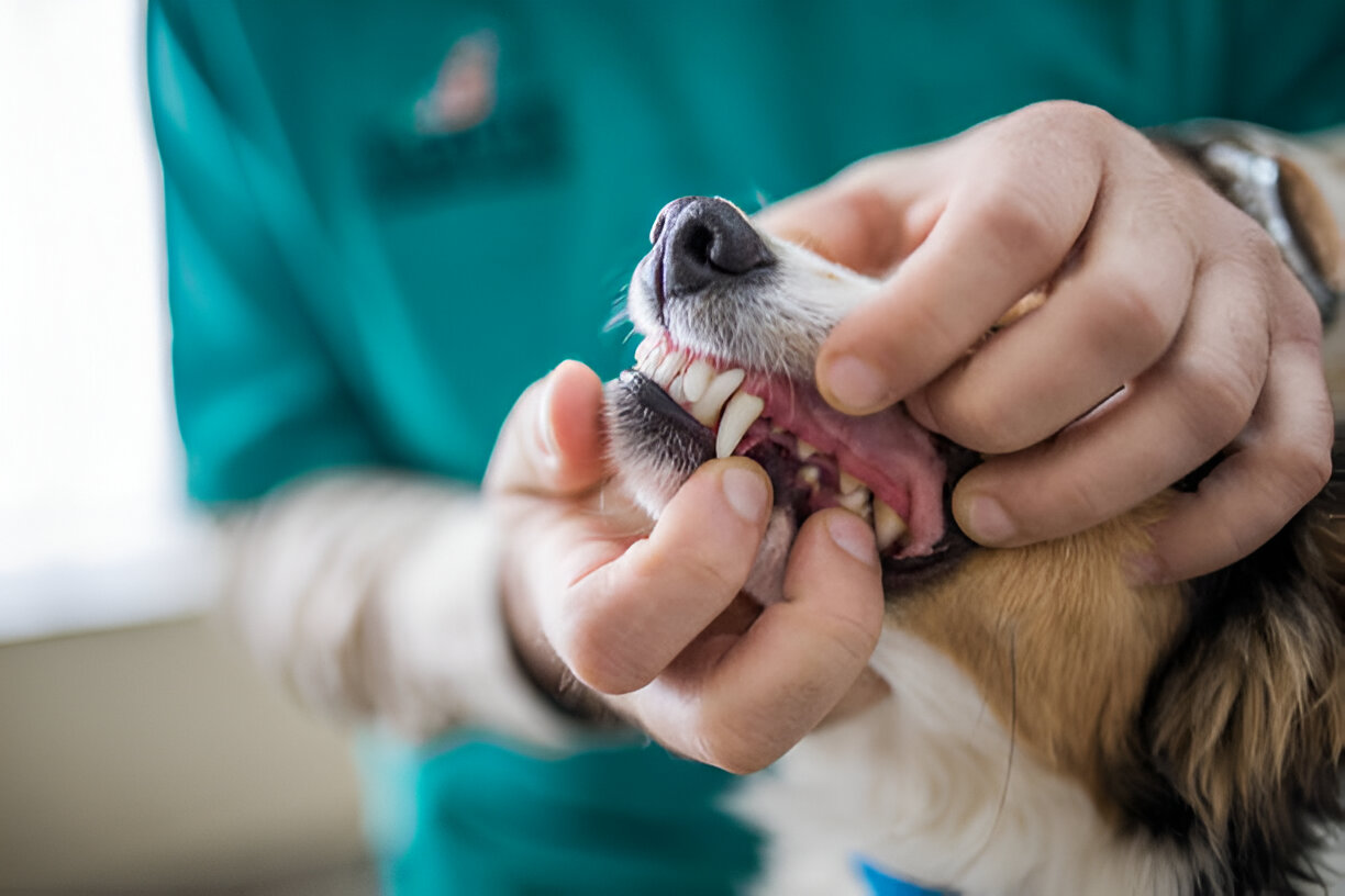 Pet Dental Care
