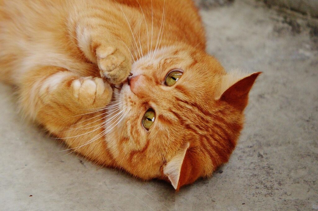Signs of a Healthy Adult Cat