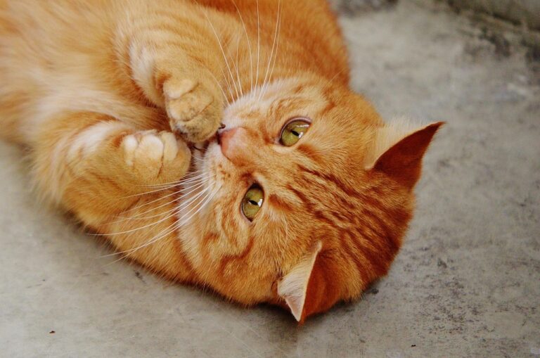 Signs of a Healthy Adult Cat