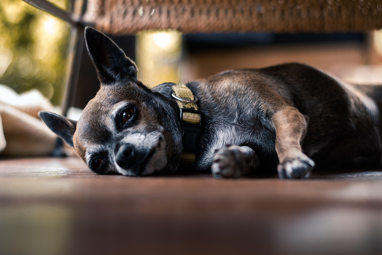A small black and brown dog with a white muzzle lies curled on a sunlit wooden floor, wearing an olive green collar. Its head rests heavily on its paws, one ear flopped down and the other slightly raised, with tired, half-closed eyes gazing into the distance. A blurred wicker chair and a person’s foot appear in the background, suggesting a quiet, cozy room. Why Is My Dog Always Tired?