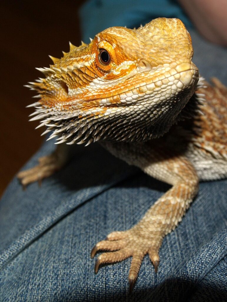 bearded dragon reptile