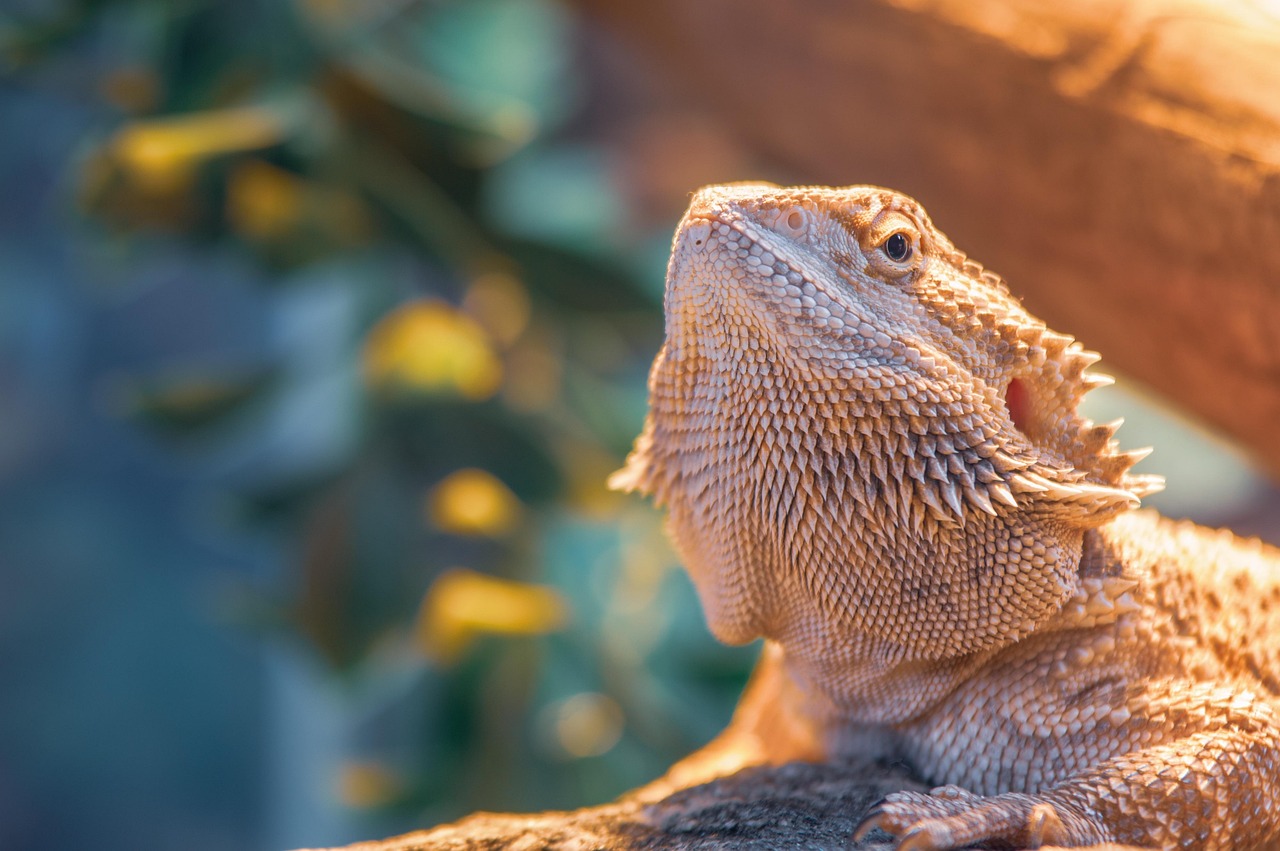 bearded dragon care guide