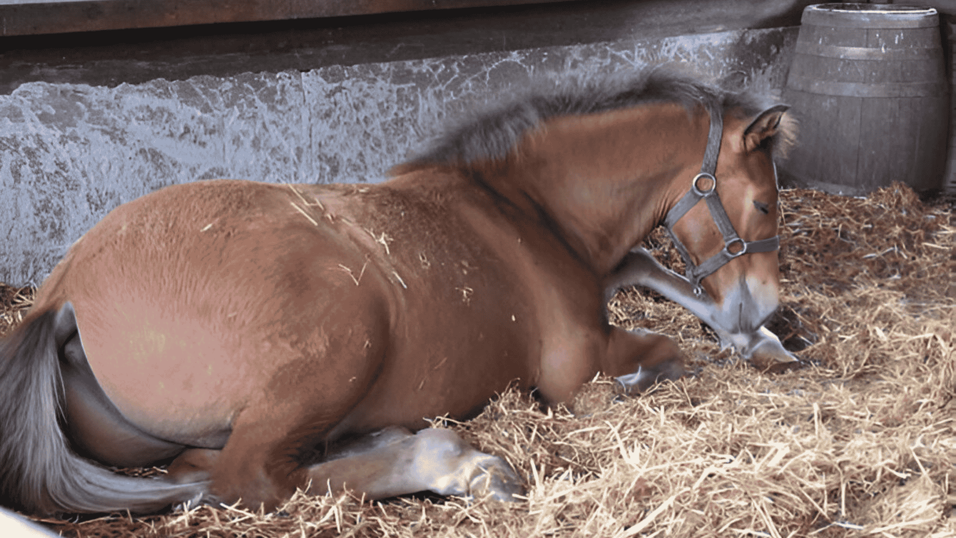 best feed to prevent horse colic
