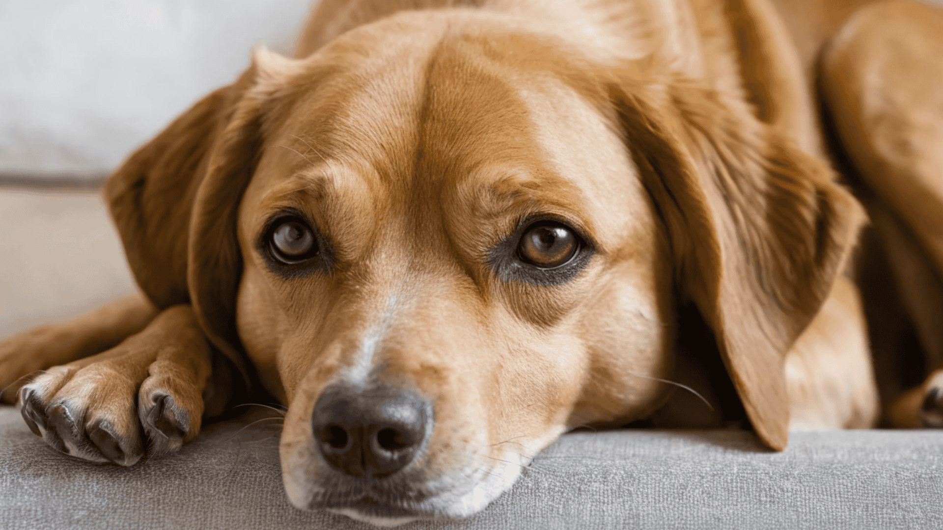 depressed dog ,dog depression symptoms