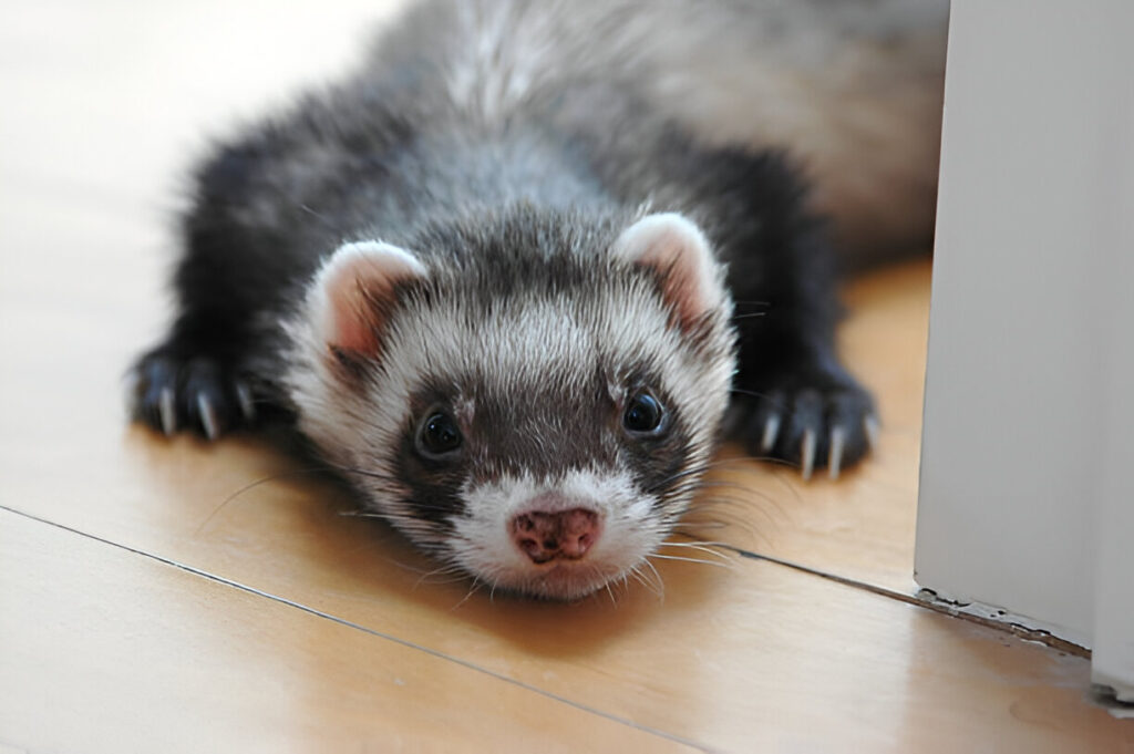 ferret respiratory problems