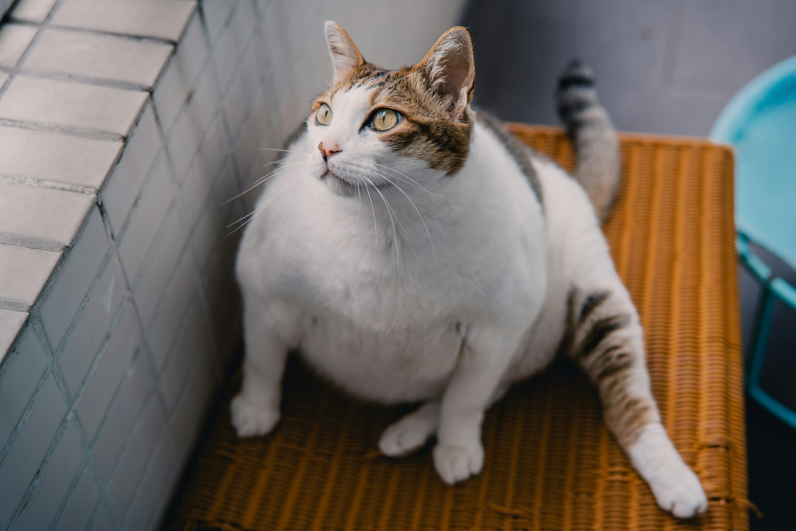 healthy cat weight chart