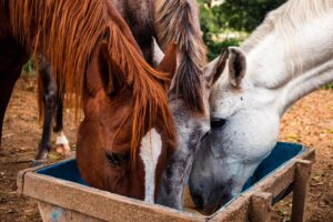 Three horses of varying colors chestnut, gray, and white are peacefully feeding from a blue trough in an outdoor paddock. The scene highlights the importance of horse nutrition care , showcasing how horses enjoy fresh feed together in a natural setting.
