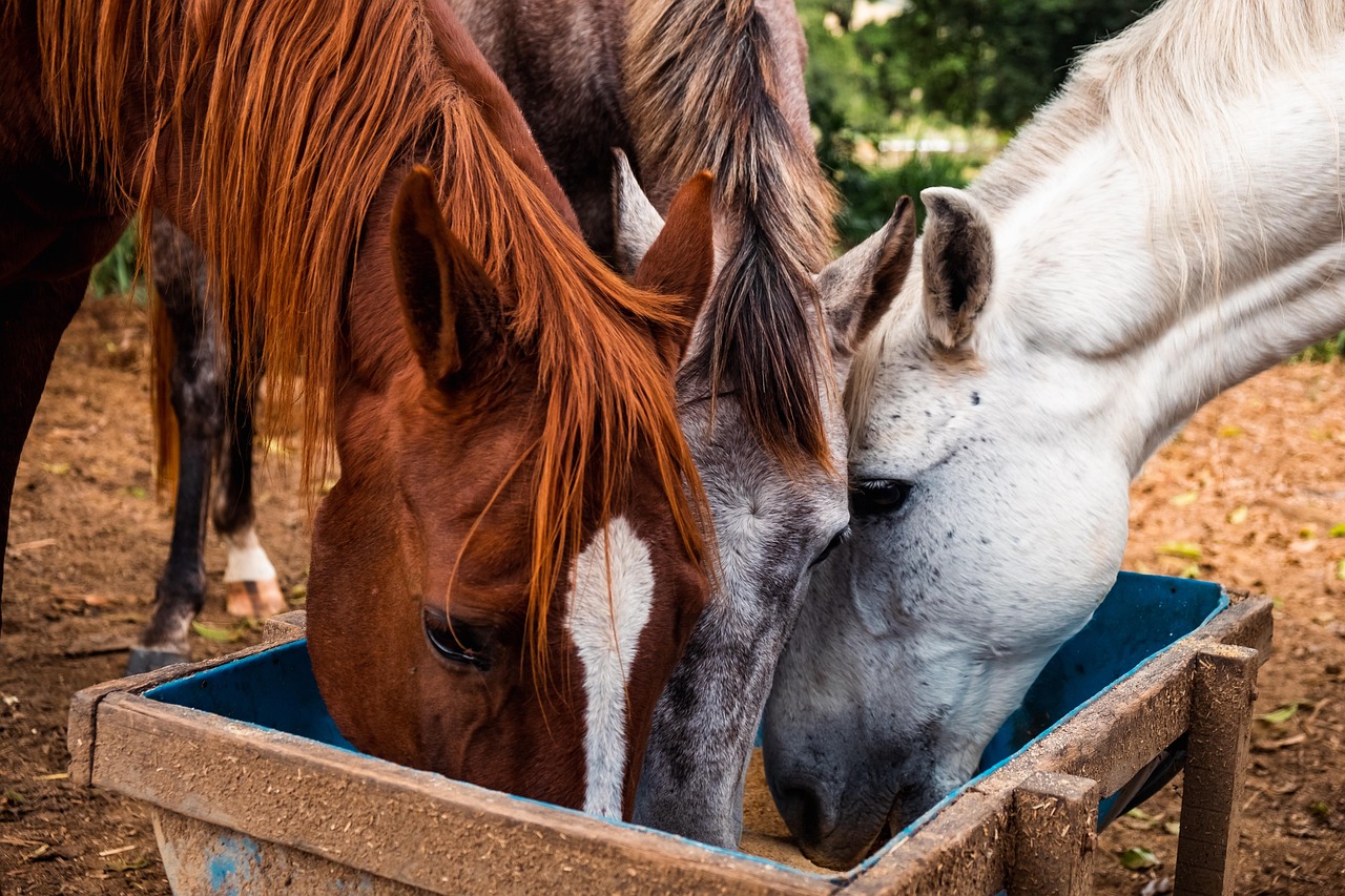 Three horses of varying colors chestnut, gray, and white are peacefully feeding from a blue trough in an outdoor paddock. The scene highlights the importance of horse nutrition care , showcasing how horses enjoy fresh feed together in a natural setting.