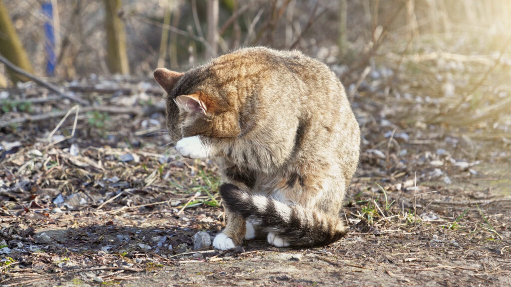 A close-up of a cat outdoors, sitting on the ground with its head turned to the side. The cat has a mix of brown and white fur, with a black-tipped tail. The background is blurred, showing natural elements like grass and twigs. This image relates to the question: "Do Indoor Cats Need Flea and Tick Prevention?