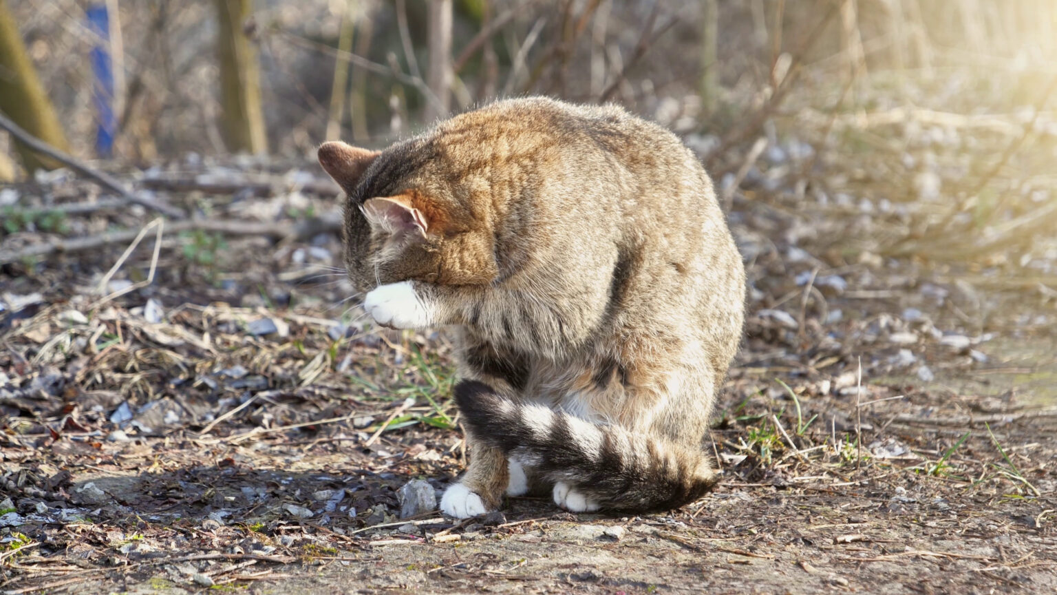 A close-up of a cat outdoors, sitting on the ground with its head turned to the side. The cat has a mix of brown and white fur, with a black-tipped tail. The background is blurred, showing natural elements like grass and twigs. This image relates to the question: "Do Indoor Cats Need Flea and Tick Prevention?