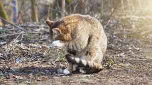 A close-up of a cat outdoors, sitting on the ground with its head turned to the side. The cat has a mix of brown and white fur, with a black-tipped tail. The background is blurred, showing natural elements like grass and twigs. This image relates to the question: "Do Indoor Cats Need Flea and Tick Prevention?